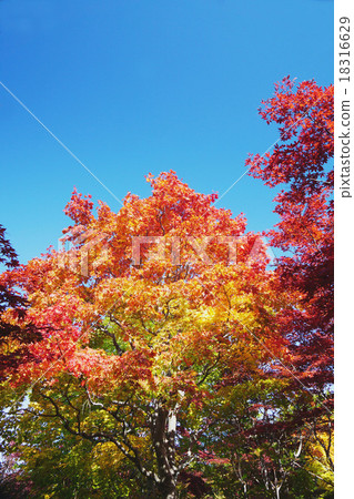 Autumn leaves of beautiful Yamamame 18316629