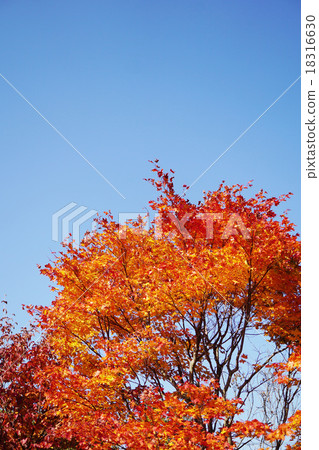 Autumn leaves of beautiful Yamamame Autumn leaves of beautiful Yamamame 18316630