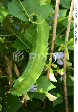 Shikakamame (Urips bean) Shikakamame (Urips bean) 18317155