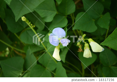 Flower of a deadly bean (woodpecker flower) Flower of a deadly bean (woodpecker flower) 18317156