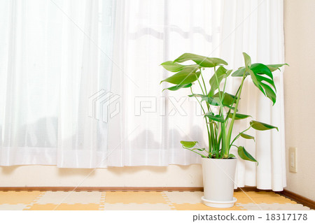活植物 活植物 18317178