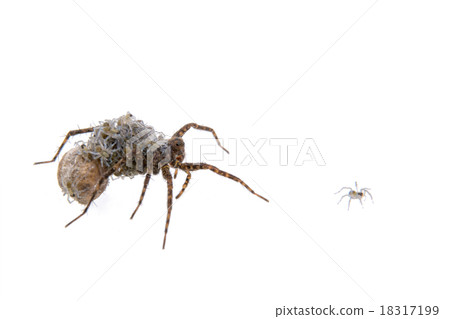 Spider with young on a white background 18317199