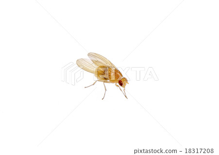 Beige fly on a white background Beige fly on a white background 18317208