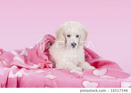 Cute white poodle relaxing under blanket 18317346