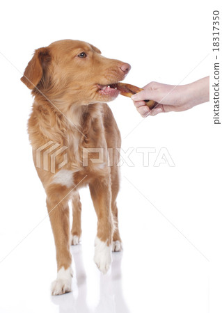 Retriever is getting chew bone 18317350
