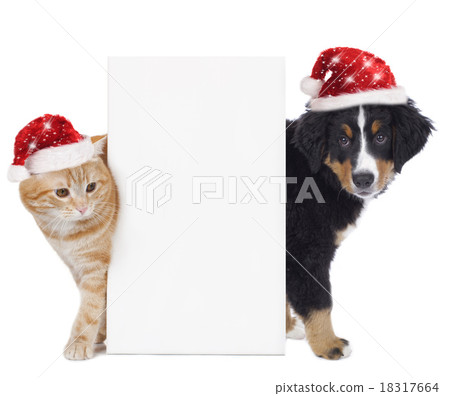 Cat and dog with santa hat Cat and dog with santa hat 18317664
