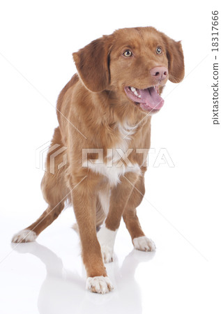 Retriever moving forward 18317666