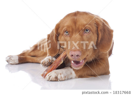 Retriever with bone chewing 18317668