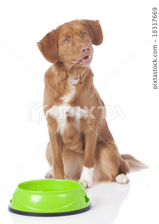 Retriever sitting behind food bowl Retriever sitting behind food bowl 18317669