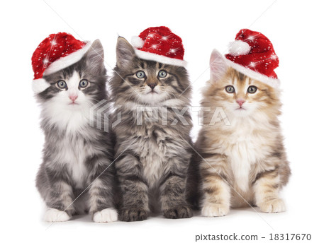 Christmas Kitten 18317670