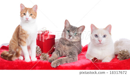 Three cats on christmas 18317672