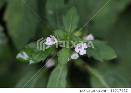 澤蘭uniflorus 18317912