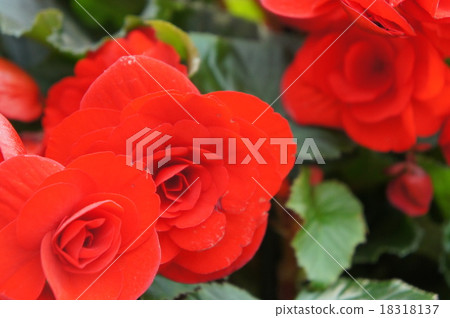 Begonia 18318137