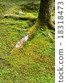Moss growing on the root of a tree 18318473