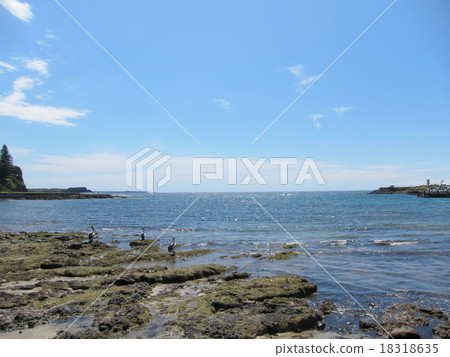在岩石的鵜鶘在Kiama 在岩石的鵜鶘在Kiama 18318635