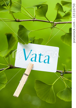 The Word „Vata“ in a Ginkgo Tree The Word „Vata“ in a Ginkgo Tree 18318750