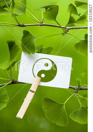 The Yin & Yang Sign in a Ginkgo Tree The Yin & Yang Sign in a Ginkgo Tree 18319027