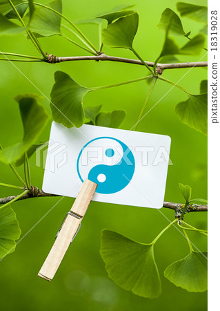 The Yin & Yang Sign in a Ginkgo Tree The Yin & Yang Sign in a Ginkgo Tree 18319028