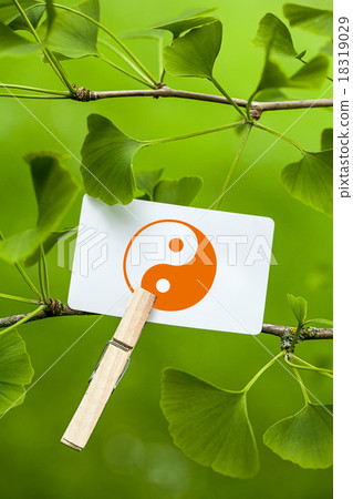 The Yin & Yang Sign in a Ginkgo Tree The Yin & Yang Sign in a Ginkgo Tree 18319029