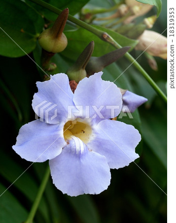 laurel clock vine purple violet flower in nature 18319353