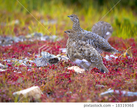 秋天松雞父親和孩子 秋天松雞父親和孩子 18319368