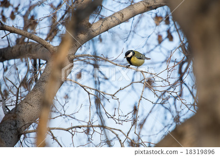 Yellow Wagtail Motacilla flava 18319896