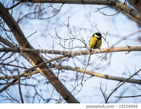Yellow Wagtail Motacilla flava Yellow Wagtail Motacilla flava 18319899