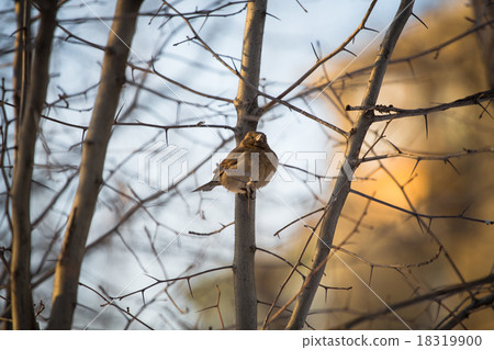 Chipping Sparrow Chipping Sparrow 18319900