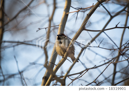 Chipping Sparrow Chipping Sparrow 18319901