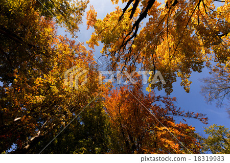 autumn tree top on blue sky 18319983