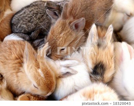 group cute sweet easter bunny rabbits baby group cute sweet easter bunny rabbits baby 18320043