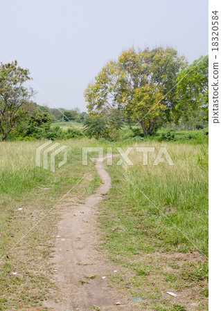 Trail passing through dense grasses Trail passing through dense grasses 18320584