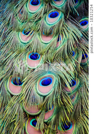 peacock 18321254