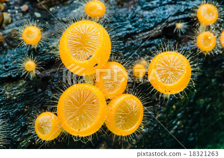 照片素材(圖片): orange mushroom