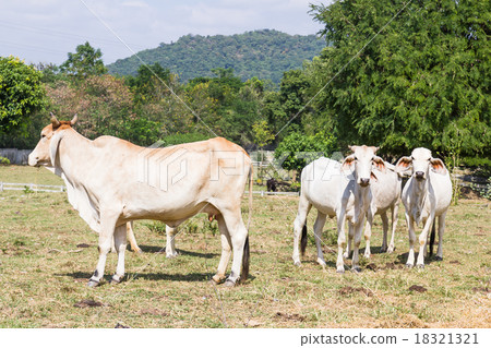 Cow standing in farm 18321321