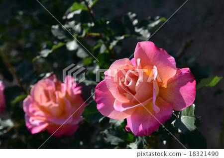 Roses Roses 18321490