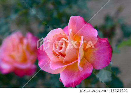 Roses Roses 18321491