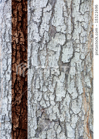 Patterned of grunge tree peel,wood texture, nature 18321696
