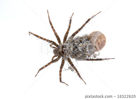 Spider with young on a white background 18322620