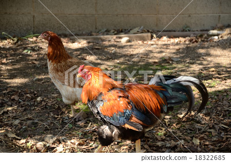 軍隊夫婦的雞 18322685