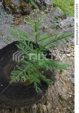 新的生命萌芽 新的生命萌芽 18322694