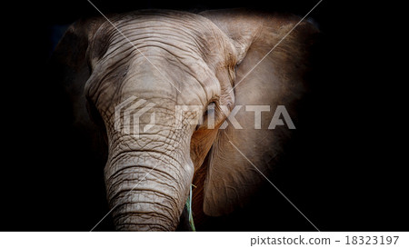 Elephant Elephant 18323197