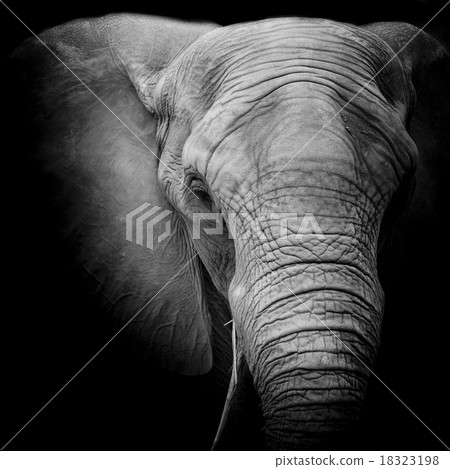 Elephant 18323198