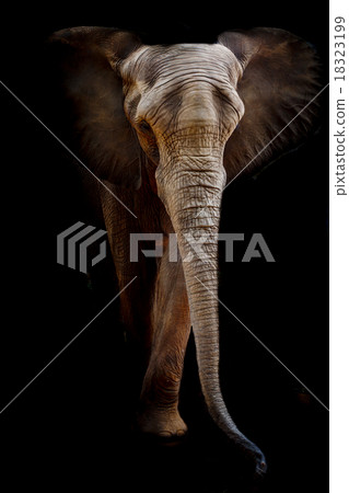Elephant Elephant 18323199
