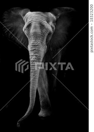 Elephant Elephant 18323200