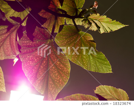 Leaf background. 18323674
