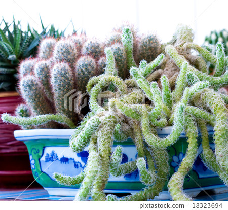 Cactus. Cactus. 18323694