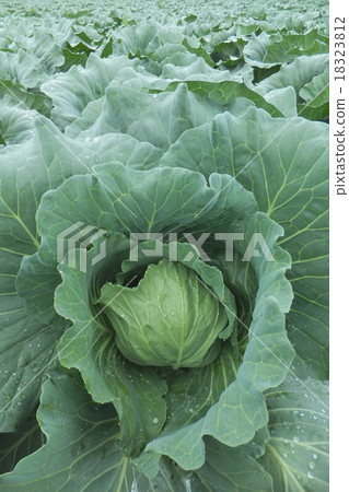 Chapel field near harvest Chapel field near harvest 18323812