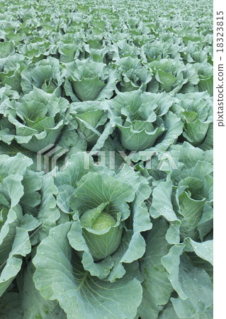 Chapel field near harvest Chapel field near harvest 18323815