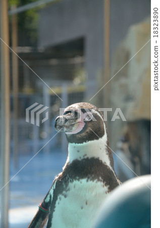 Humboldt Penguin Humboldt Penguin 18323890
